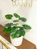 CHẬU TRẦU BÀ LÁ KHÍA ĐỂ BÀN XANH MÁT- CC898
