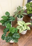 CHẬU LÁ ĐỐM VÀNG ĐỂ BÀN DECOR KHÔNG GIAN XINH- CC903