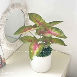 CHẬU CÂY LÁ MÔN ĐỎ TRANG TRÍ NHÀ ĐẸP- CC899