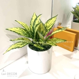CHẬU LÁ ĐỐM VÀNG ĐỂ BÀN DECOR KHÔNG GIAN XINH- CC903
