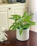 CHẬU CÂY BÁN HẠ DECOR NHÀ ĐỘC ĐÁO- CC689