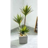 Chậu Cây Lô Hội Thiết Kế Không Gian Độc Đáo (130cm)- CC953