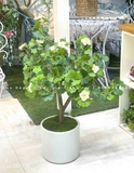 Chậu cây hoa Ngân hạnh decor nhà xinh xắn (90cm)- CC966