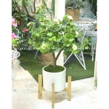 Chậu cây hoa Ngân hạnh decor nhà xinh xắn (90cm)- CC966