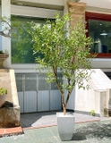 Cây Giả- Cây Oliu Trang Trí Cửa Hiệu (2m3)- CC961