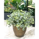 Cây Giả Decor- Chậu Cây Lá Đốm Trắng Trưng Bày Không Gian Độc Đáo (cao 77cm)- CC1146