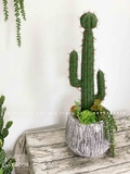 Decor Xương Rồng- Chậu Xương Rồng Trang Trí Phong Cách Sa Mạc (70cm)- CC956
