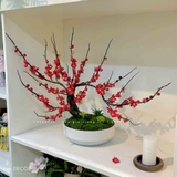 Cây Đào Đỏ Bonsai Decor Tết Rực Rỡ- CC806