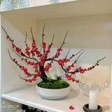 Cây Đào Đỏ Bonsai Decor Tết Rực Rỡ- CC806