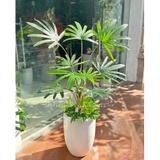 CHẬU CÂY CỌ RỪNG TRANG TRÍ TIỂU CẢNH LANDECOR (120CM) - LC3194 MIX