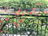 Mẫu cây leo, giàn cây leo, thả trần trang trí tường, đẹp tự nhiên