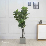 Cây Bàng Singapore cây trang trí Lan Decor (180cm) LC2901