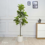 Cây Bàng Singapore trang trí không gian hiện đại Lan Decor (180cm) - LC5571