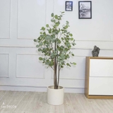Cây kim tiền lá tròn cây cảnh trang trí cao 150cm - LC3001