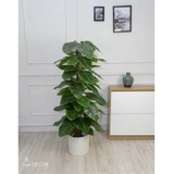 CÂY TRẦU BÀ CỘT TRANG TRÍ NỘI THẤT ĐẸP (145cm) - LC1992-1