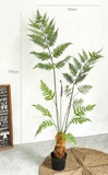 Dương Xỉ Tiểu Cảnh- Dương Xỉ Culi Thiết Kế Tiểu Cảnh Độc Đáo (170cm)- CC1060