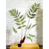 Dương Xỉ Tiểu Cảnh- Dương Xỉ Culi Thiết Kế Tiểu Cảnh Khô Ấn Tượng (190cm)- CC1123