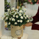GIỎ CÚC HỌA MI ĐỂ BÀN (35CM) - CC783
