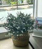 Hoa Nhí Decor - Giỏ Hoa Nhí Trắng Trang Trí Để Bàn Vintage- CC1069