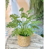 GIỎ CÂY TRẦU BÀ THANH XUÂN MIX TRANG TRÍ NHÀ ĐẸP- CC695