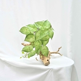 Cành Lá Dưa Hấu Trang Trí Tiểu Cảnh (15cm)- HC1196