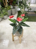 CHẬU CÂY HỒNG MÔN TRANG TRÍ NHÀ ĐẸP (45CM)- LC2135 MIX