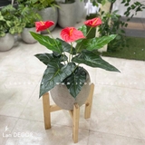 CHẬU CÂY HỒNG MÔN TRANG TRÍ NHÀ ĐẸP (45CM)- LC2135 MIX