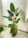 CÂY CHUỐI RẺ QUẠT THIẾT KẾ KHÔNG GIAN XANH (170cm)- CC868