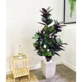 Cây Bàng Singapore lá đỏ thiết kế phong cách hiện đại Lan Decor (145cm) - CC321-1