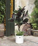 (TẠM HẾT HÀNG)CHẬU CÂY BÀNG SINGAPORE LÁ ĐỎ MIX TRANG TRÍ ĐẸP LAN DECOR (120cm) - CC281