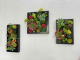 Khung tranh rêu sen đá trang trí độc đáo - KTR013 (20x30)