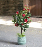 Chậu cây hoa trà đỏ trang trí đẹp, hiện đại Lan Decor (130cm) - CC323
