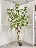 CÂY LINH SƠN TRANG TRÍ NỘI THẤT (2M4)- CC893