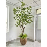 CÂY LINH SƠN TRANG TRÍ NỘI THẤT (2M4)- CC893
