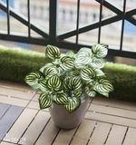 Chậu cây lá sọc dưa hấu nhỏ xinh trang trí Lan Decor - LC045