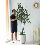 CÂY BẠCH ĐÀN MIX TIỂU CẢNH TRANG TRÍ KHÔNG GIAN XANH LAN DECOR (210CM) - LC3033 mix