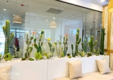 CONCEPT XƯƠNG RỒNG TIỂU CẢNH DECOR NÂNG TẦM ĐẲNG CẤP