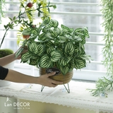 Chậu mây lá sọc dưa hấu nhỏ xinh trang trí Landecor - CC364-2
