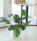 Hộp giấy Monstera trang trí Landecor - CC369.3