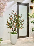 Cây Lựu Giả- Chậu Cây Lựu cao 160cm Trang Trí Không Gian Ấn Tượng