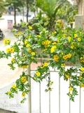 [DÀI 120CM] BỒN HOA DÃ QUỲ TRANG TRÍ TIỂU CẢNH - BC091
