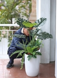 Chậu cây Monstera trang trí tiểu cảnh nhà Landecor (85cm) - LC3057 Mix