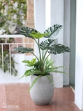 Chậu cây Monstera trang trí tiểu cảnh nhà Landecor (85cm) - LC3057 Mix