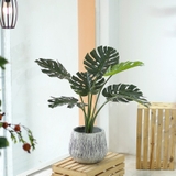 Cây Monstera trang trí nhà đẹp Landecor (85cm) - LC3057