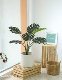 Cây Monstera trang trí nhà đẹp Landecor (85cm) - LC3057