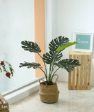 Cây Monstera trang trí nhà đẹp Landecor (85cm) - LC3057