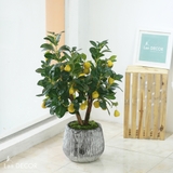 Chậu cây lê vàng trang trí ( 90cm) - CC403