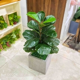 Cây bàng Singapore để bàn trang trí nhà đẹp (60cm) - LC428-2