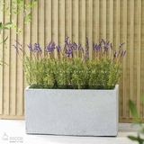 BỒN CÂY HOA LAVENDER TRANG TRÍ ĐẸP, HIỆN ĐẠI  - BC057