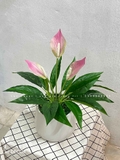 CHẬU HOA LAN Ý TRANG TRÍ PHÒNG KHÁCH- CC887